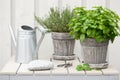 Lemon balm melissa and thyme herb in flowerpot on balcony, urban container garden concept Royalty Free Stock Photo