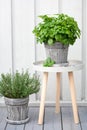 Lemon balm melissa and thyme herb in flowerpot on balcony, urban container garden concept Royalty Free Stock Photo