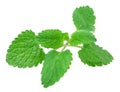 Lemon balm, mint Royalty Free Stock Photo