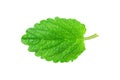 Lemon balm, mint Royalty Free Stock Photo