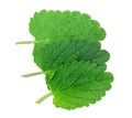 Lemon balm, mint Royalty Free Stock Photo