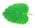 Lemon balm, mint Royalty Free Stock Photo