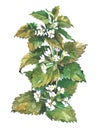 Lemon balm mint plant Watercolor illustration Royalty Free Stock Photo