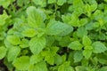 Lemon balm plant (Melissa officinalis) Royalty Free Stock Photo