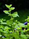 Lemon balm plant outdoors Royalty Free Stock Photo