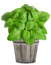 Lemon balm plant in vase Royalty Free Stock Photo