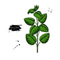 Lemon balm vector drawing. Isolated medical plant branch with leaves.