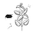 Lemon balm vector drawing. Isolated medical plant branch with leaves