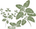 Melissa officinalis in color drawing vector illustration Royalty Free Stock Photo