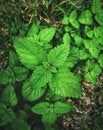 Lemon balm vertical background balm mint photography or melissa officinalis