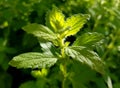 Sun is shinning on a lemon balm plant on a bright day. Common balm plant.