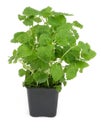 Lemon balm on white #3 Royalty Free Stock Photo