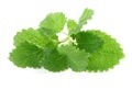 Lemon balm on white Royalty Free Stock Photo