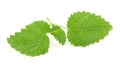 Lemon balm on white Royalty Free Stock Photo