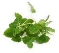 Lemon balm on white Royalty Free Stock Photo