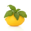 Lemon and Basil Royalty Free Stock Photo