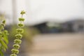 Lemon basil flowers on nature.