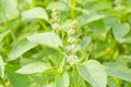 Lemon basil Royalty Free Stock Photo