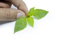 Lemon Basil with hand Royalty Free Stock Photo
