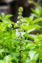 Herbal medicine is a good.Lemon basil, hoary basil,Thai lemon basil,or Lao basil Royalty Free Stock Photo