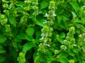 Lemon Basil Holy Ocimum Gratissimum Hoary Thai Lemon Basil Lao Seeds Hybrid Between Sweet Basil american basil Nimbu Tulsi Royalty Free Stock Photo