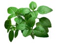 Lemon basil isolated, clipping path Royalty Free Stock Photo
