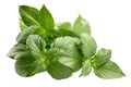 Lemon basil Ocimum basilicum, paths Royalty Free Stock Photo