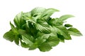 Lemon basil Ocimum basilicum, paths