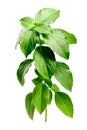 Lemon basil Ocimum basilicum, upright, paths Royalty Free Stock Photo