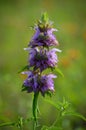 purple horsemint selective focus