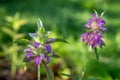 Lemon Beebalm, also known as Horsemint Royalty Free Stock Photo