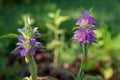 Lemon Beebalm, also known as Horsemint