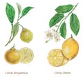 Lemon and bergamot, fruits, flowers and leaves