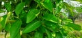 Lemon big green leaves india Royalty Free Stock Photo