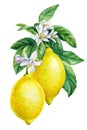 Lemon. Blooming citrus branch on isolated white background, watercolor illustration, ripe fruit