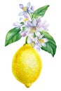 Lemon. Blooming citrus branch on isolated white background, watercolor illustration, ripe fruit