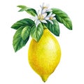 Lemon. Blooming citrus branch on isolated white background, watercolor illustration, ripe fruit