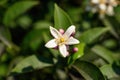 Lemon blossom. Lemon flower close-up