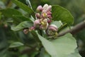 Lemon blossom Royalty Free Stock Photo