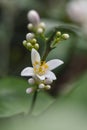 Lemon blossom Royalty Free Stock Photo