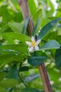 Lemon blossom on tree Royalty Free Stock Photo