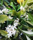 Lemon blossom, from white to green