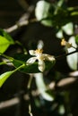 Lemon blossoms and fruit are blooming and the morning light in a Thai rural garden.