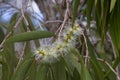 Lemon bottlebrush on the Atherton Tableland in Tropical North Qu