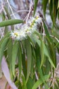 Lemon bottlebrush on the Atherton Tableland in Tropical North Queensland