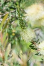 Lemon bottlebrush Melaleuca pallida, creamy-white flower in the sun