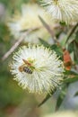 Lemon bottlebrush Melaleuca pallida, creamy-white inflorescence with honeybee