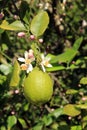 Lemon on bough with blossoms