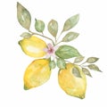 Lemon branch with citrus fruit,flowers and leaves. Watercolor hand drawn illustration Royalty Free Stock Photo