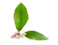 Lemon branch, flower, buds, leaves.